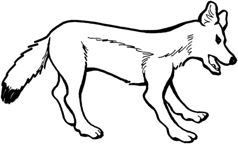 Red Fox Vixen Coloring Page